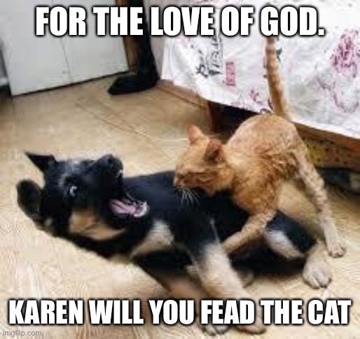 Cat Dog Fight | FOR THE LOVE OF GOD. KAREN WILL YOU FEAD THE CAT | image tagged in cat dog fight | made w/ Imgflip meme maker