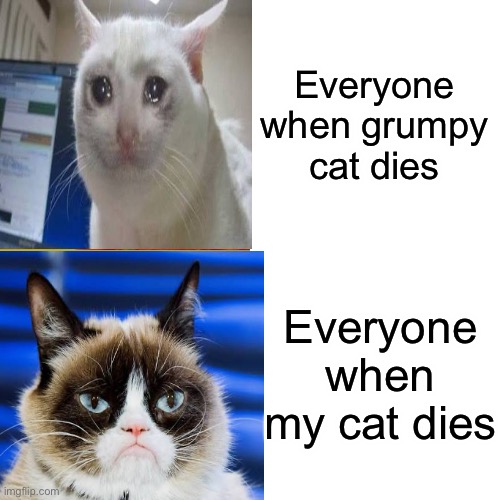 Cats dieing | Everyone when grumpy cat dies; Everyone when my cat dies | image tagged in grumpy cat,cats,cat,funny,funny memes,funny meme | made w/ Imgflip meme maker
