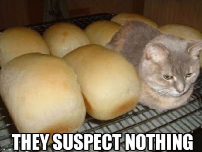 MY BREAD TASTED SKETCHY? | image tagged in funny cats | made w/ Imgflip meme maker