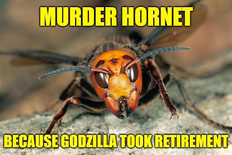 Murder Hornet Monster | MURDER HORNET; BECAUSE GODZILLA TOOK RETIREMENT | image tagged in murder hornet | made w/ Imgflip meme maker