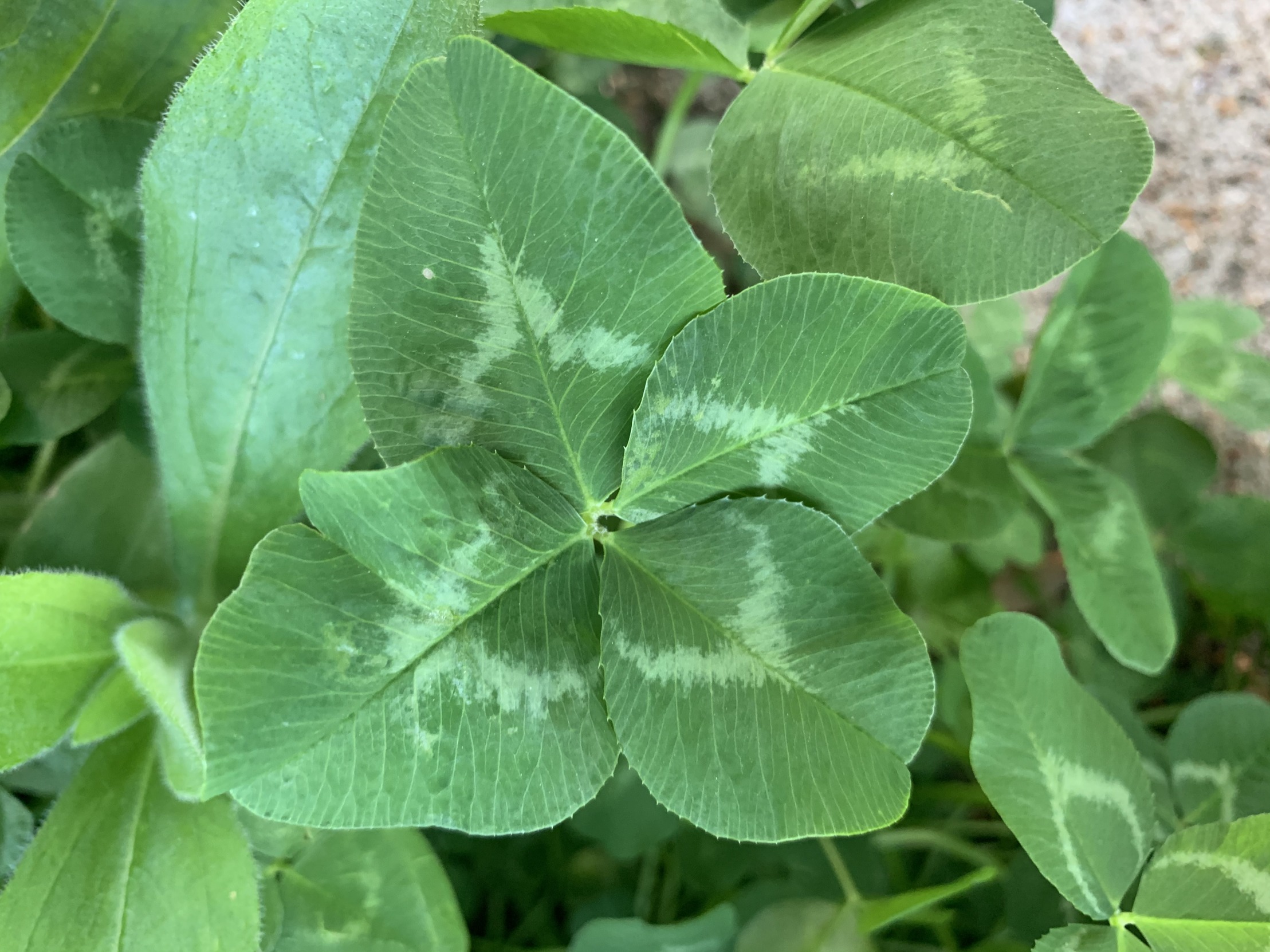 High Quality 4-Leaf clover Blank Meme Template