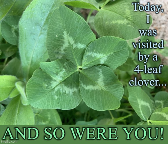 I will share a bit of my luck with you! | Today, I was visited by a 4-leaf clover... AND SO WERE YOU! | image tagged in 4-leaf clover,stay positive,lucky,photography,positive thinking,positivity | made w/ Imgflip meme maker
