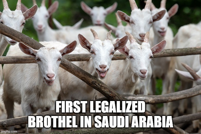 FIRST LEGALIZED BROTHEL IN SAUDI ARABIA | image tagged in saudi arabia,muslims | made w/ Imgflip meme maker