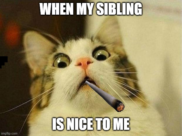meme | WHEN MY SIBLING; IS NICE TO ME | image tagged in memes,scared cat | made w/ Imgflip meme maker