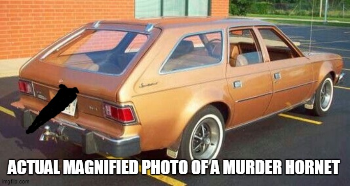 ACTUAL MAGNIFIED PHOTO OF A MURDER HORNET | image tagged in funny,bad pun,funny memes,funny meme,lol,fun | made w/ Imgflip meme maker