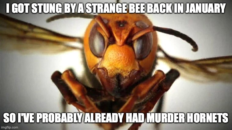 Murder Hornet | I GOT STUNG BY A STRANGE BEE BACK IN JANUARY; SO I'VE PROBABLY ALREADY HAD MURDER HORNETS | image tagged in murder hornet | made w/ Imgflip meme maker