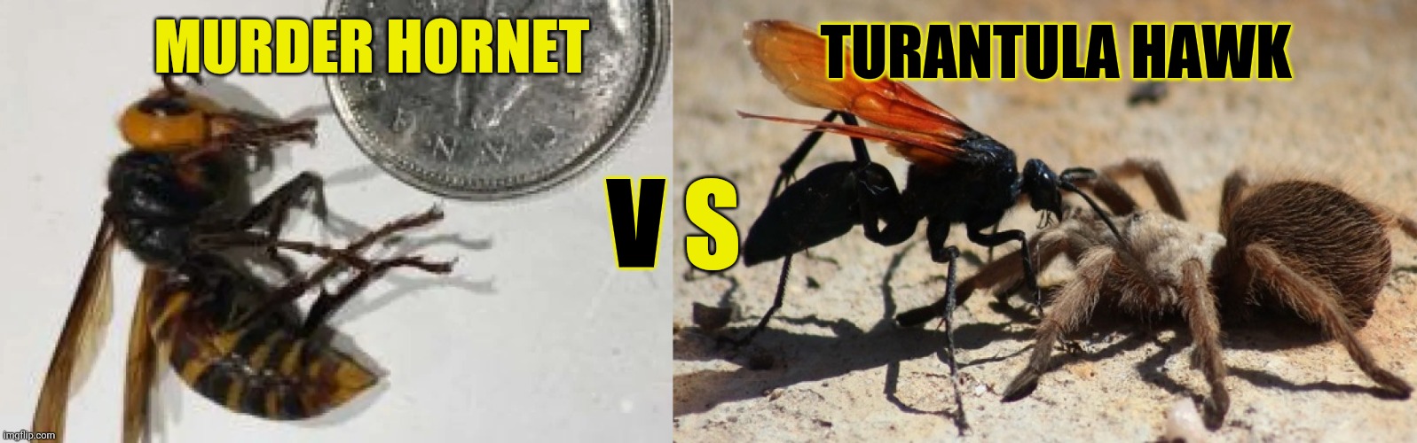 Murder hornet vs | TURANTULA HAWK; MURDER HORNET; V; S | image tagged in murder hornet | made w/ Imgflip meme maker