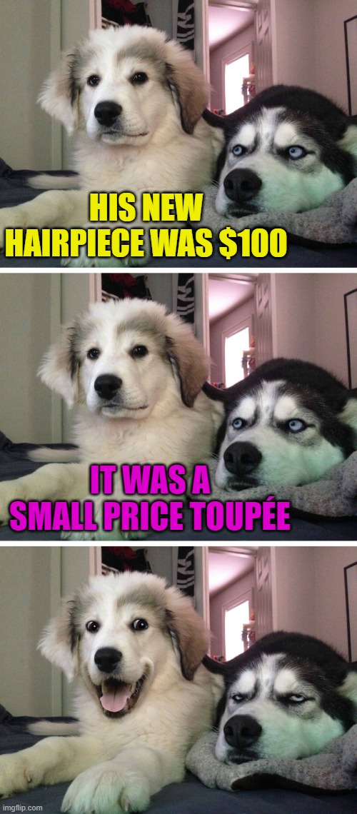 Can I get a rim-shot?  LOL | HIS NEW HAIRPIECE WAS $100; IT WAS A SMALL PRICE TOUPÉE | image tagged in bad pun dogs,funny,puns,bad puns,bald,imgflip | made w/ Imgflip meme maker