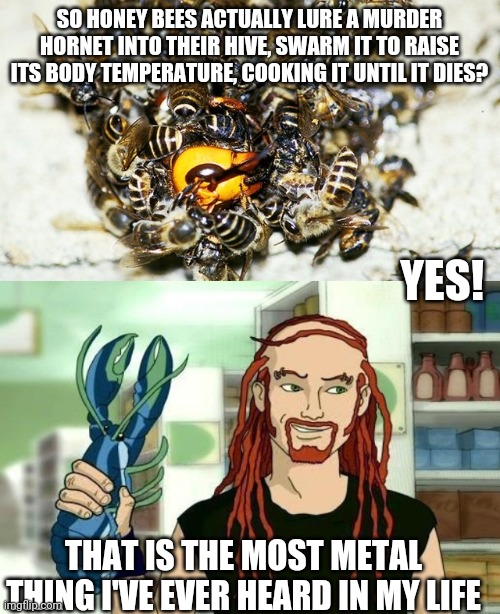 Murder Swarm |  SO HONEY BEES ACTUALLY LURE A MURDER HORNET INTO THEIR HIVE, SWARM IT TO RAISE ITS BODY TEMPERATURE, COOKING IT UNTIL IT DIES? YES! THAT IS THE MOST METAL THING I'VE EVER HEARD IN MY LIFE | image tagged in memes,murder hornet,bees,dethklok,metalocalypse,pickles | made w/ Imgflip meme maker