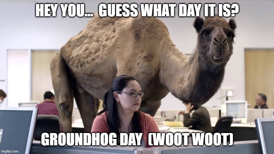 Groundhog Hump Day | HEY YOU...  GUESS WHAT DAY IT IS? GROUNDHOG DAY  (WOOT WOOT) | image tagged in hump day camel,quarantine,covid-19,groundhog day | made w/ Imgflip meme maker
