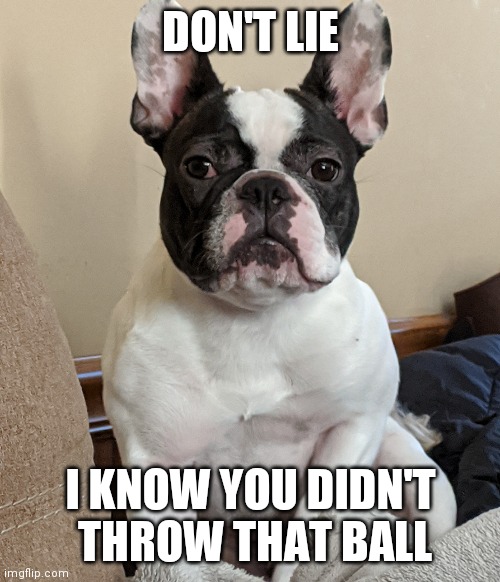 I know, says dissaproving dog. | DON'T LIE; I KNOW YOU DIDN'T  THROW THAT BALL | image tagged in disapproving dog,doggo,dog memes | made w/ Imgflip meme maker