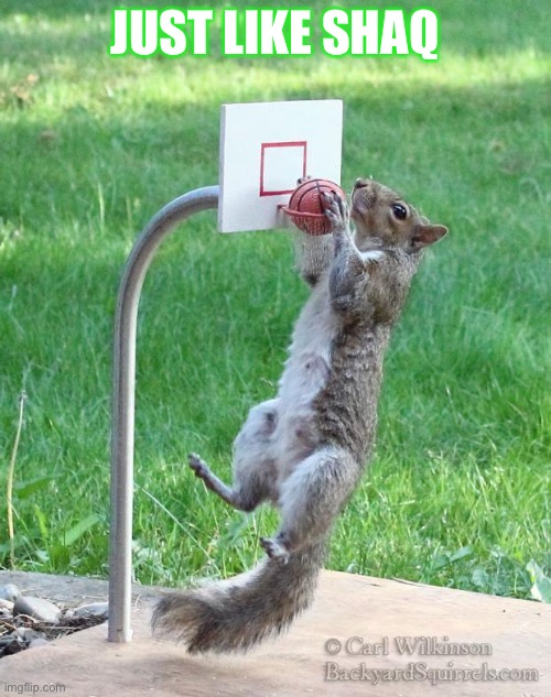 Squirrel basketball | JUST LIKE SHAQ | image tagged in squirrel basketball | made w/ Imgflip meme maker