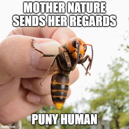 I won't be held captive long | MOTHER NATURE SENDS HER REGARDS; PUNY HUMAN | image tagged in murder hornet,memes,things that will kill you in 2020,nature | made w/ Imgflip meme maker