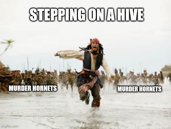Chased by murder hornets | STEPPING ON A HIVE; MURDER HORNETS; MURDER HORNETS | image tagged in memes,jack sparrow being chased,murder hornets,bees,2020,insects | made w/ Imgflip meme maker