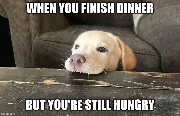 hungry dog | WHEN YOU FINISH DINNER; BUT YOU'RE STILL HUNGRY | image tagged in dog,puppy,dinner,hungry | made w/ Imgflip meme maker