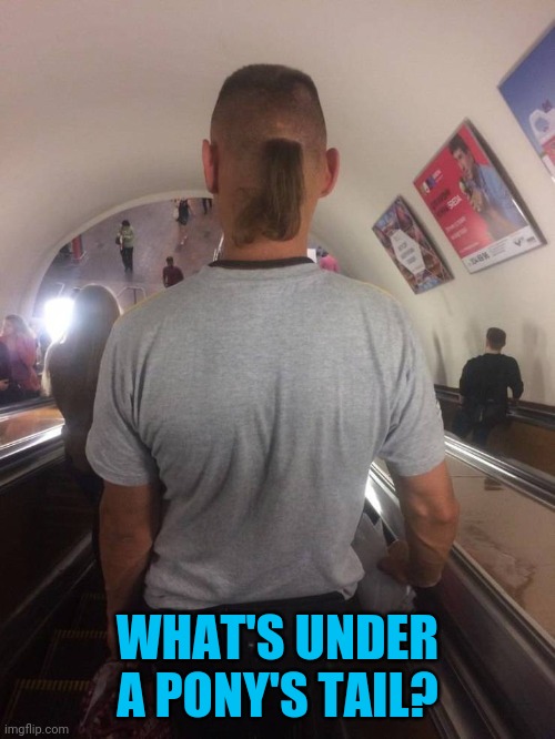 Think about it | WHAT'S UNDER A PONY'S TAIL? | image tagged in time,make,the donuts | made w/ Imgflip meme maker