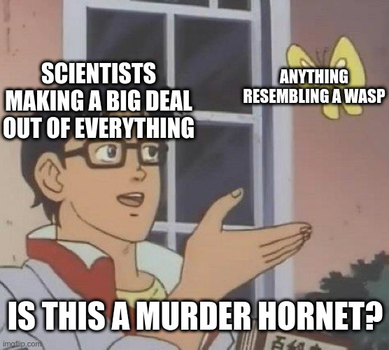 is this a murder hornet? | ANYTHING RESEMBLING A WASP; SCIENTISTS MAKING A BIG DEAL OUT OF EVERYTHING; IS THIS A MURDER HORNET? | image tagged in memes,is this a pigeon | made w/ Imgflip meme maker