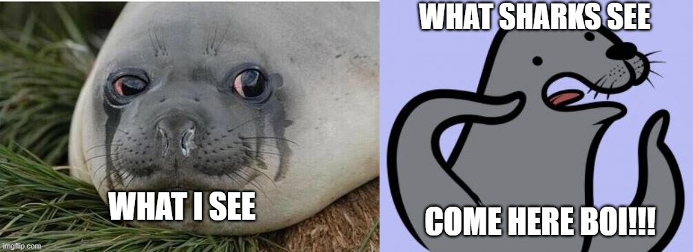 WHAT SHARKS SEE; WHAT I SEE; COME HERE BOI!!! | image tagged in memes,homophobic seal,crying seal | made w/ Imgflip meme maker