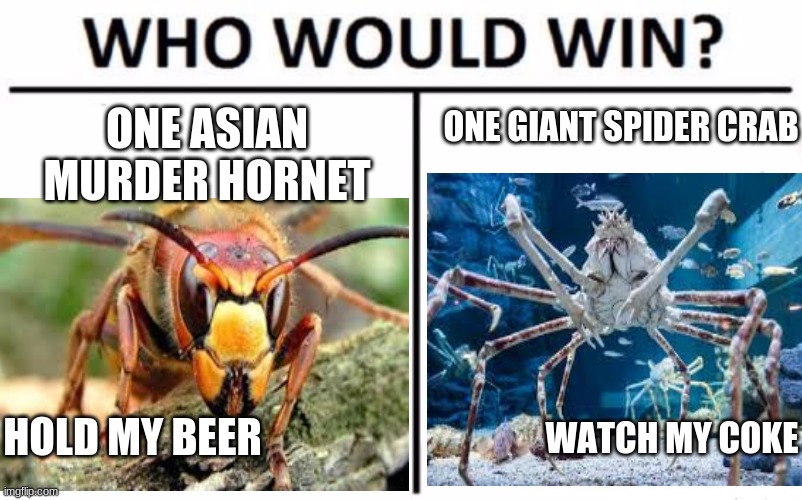 ONE GIANT SPIDER CRAB; ONE ASIAN MURDER HORNET; HOLD MY BEER; WATCH MY COKE | image tagged in spider vs bee,memes | made w/ Imgflip meme maker