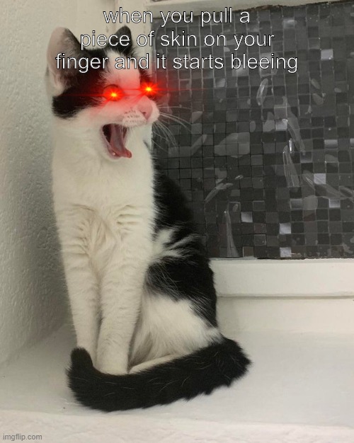 Relatable | when you pull a piece of skin on your finger and it starts bleeing | image tagged in scared cat | made w/ Imgflip meme maker