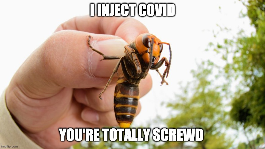 Giant Asian Hornet | I INJECT COVID; YOU'RE TOTALLY SCREWD | image tagged in covid-19,murder hornet,murder hornets,hornet | made w/ Imgflip meme maker