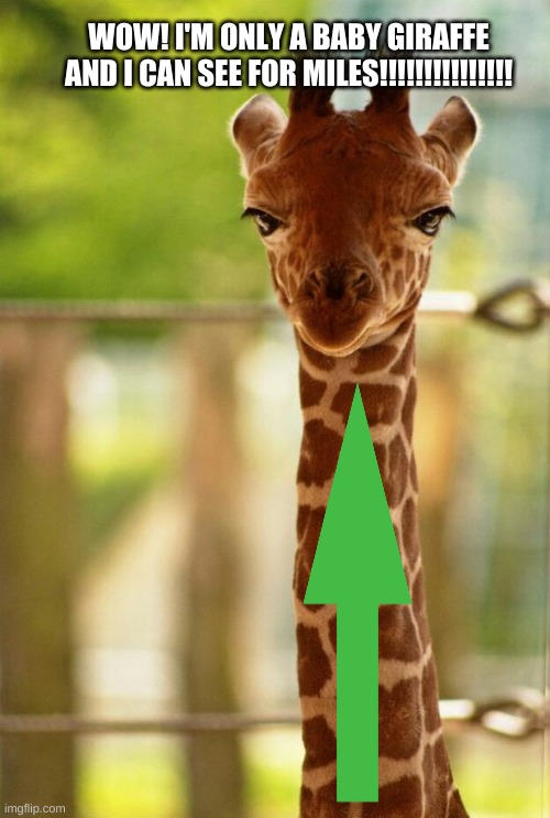 The best (And tallest) baby giraffe EVER! | WOW! I'M ONLY A BABY GIRAFFE AND I CAN SEE FOR MILES!!!!!!!!!!!!!!! | image tagged in no comment giraffe | made w/ Imgflip meme maker