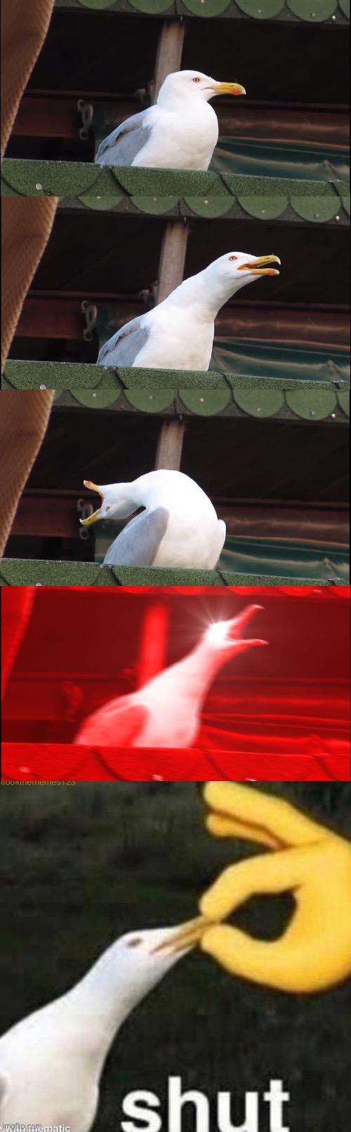 Has anyone tried this before? | image tagged in memes,inhaling seagull,shut gull | made w/ Imgflip meme maker