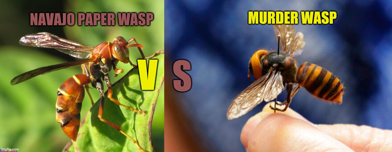 Murder hornet | MURDER WASP; NAVAJO PAPER WASP; V; S | image tagged in murder hornet,murder hornets | made w/ Imgflip meme maker