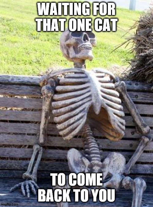 Waiting Skeleton | WAITING FOR THAT ONE CAT; TO COME BACK TO YOU | image tagged in memes,waiting skeleton,grumpy cat | made w/ Imgflip meme maker