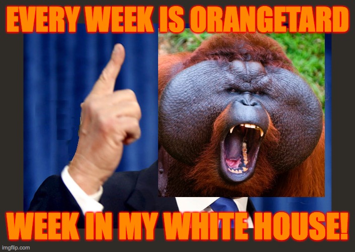 trump angry | EVERY WEEK IS ORANGETARD WEEK IN MY WHITE HOUSE! | image tagged in trump angry | made w/ Imgflip meme maker