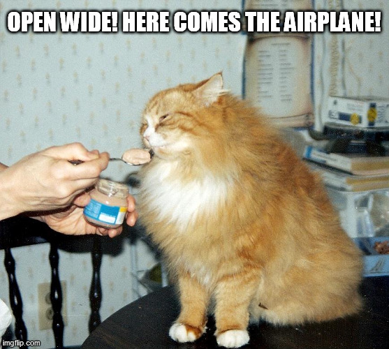 OPEN WIDE! HERE COMES THE AIRPLANE! | image tagged in feeding,airplane,cat | made w/ Imgflip meme maker