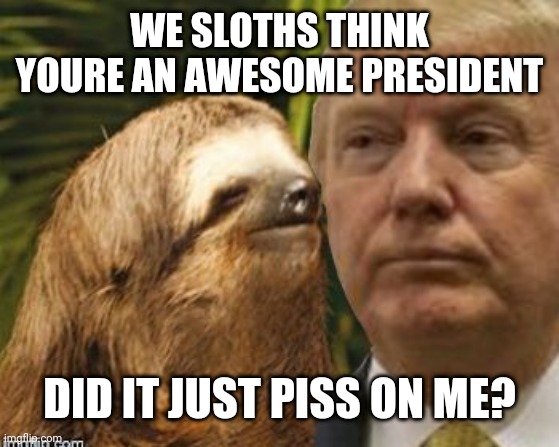 Political advice sloth | WE SLOTHS THINK YOURE AN AWESOME PRESIDENT; DID IT JUST PISS ON ME? | image tagged in political advice sloth | made w/ Imgflip meme maker