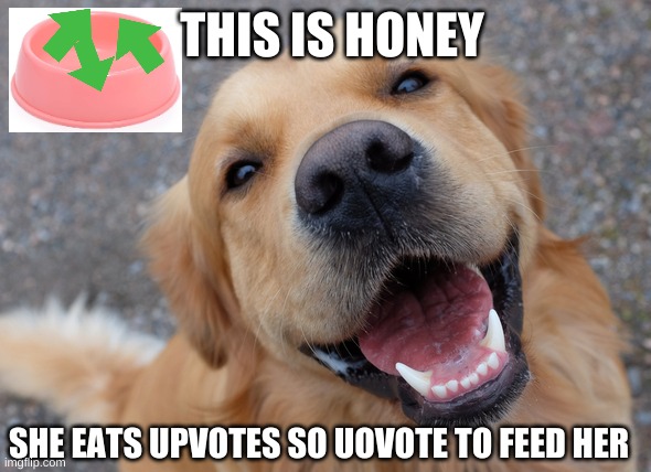 Honey is hungry so feed her! | THIS IS HONEY; SHE EATS UPVOTES SO UOVOTE TO FEED HER | image tagged in upvotes,dog,cute dog,feed me | made w/ Imgflip meme maker