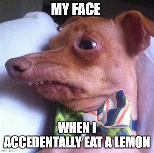 Lemon Face | MY FACE; WHEN I ACCEDENTALLY EAT A LEMON | image tagged in tuna the dog phteven | made w/ Imgflip meme maker