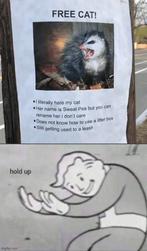 That there ain't no cat. | image tagged in fallout hold up | made w/ Imgflip meme maker