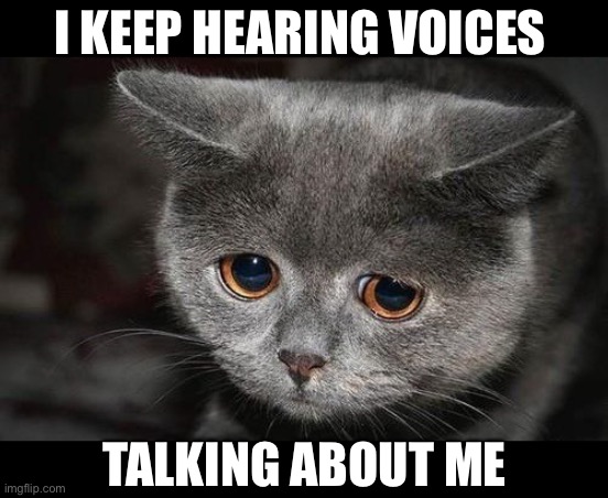 DEPRESSED CAT | I KEEP HEARING VOICES; TALKING ABOUT ME | image tagged in sad cat,depressed,depression,voices,cats,memes | made w/ Imgflip meme maker
