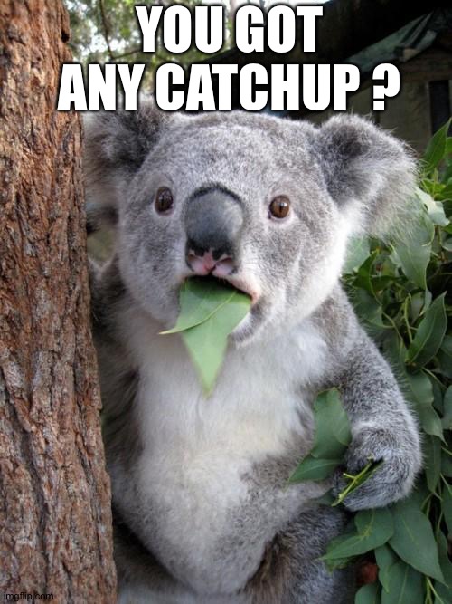 Surprised Koala Meme | YOU GOT ANY CATCHUP ? | image tagged in memes,surprised koala | made w/ Imgflip meme maker