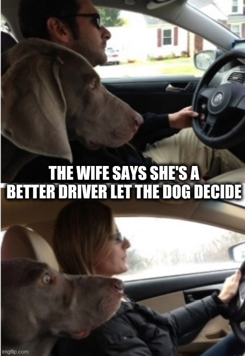 Funny Dog Meme |  THE WIFE SAYS SHE'S A BETTER DRIVER LET THE DOG DECIDE | image tagged in girl driving,boy driving,funny dogs,girls vs boys,dog funny face,driving | made w/ Imgflip meme maker