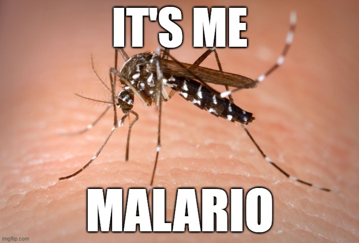 mosquito  | IT'S ME; MALARIO | image tagged in mosquito | made w/ Imgflip meme maker