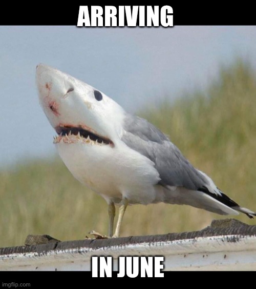 Shark bird | ARRIVING; IN JUNE | image tagged in shark bird | made w/ Imgflip meme maker