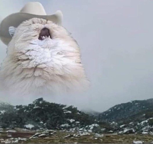 Country Roads Cat | image tagged in country roads cat | made w/ Imgflip meme maker