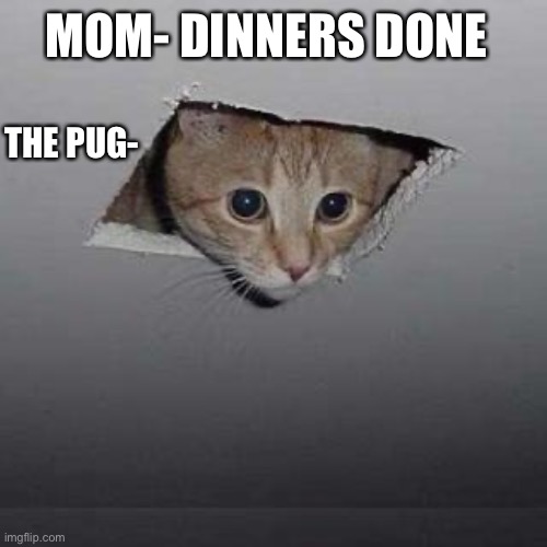 Ceiling Cat Meme | MOM- DINNERS DONE; THE PUG- | image tagged in memes,ceiling cat | made w/ Imgflip meme maker