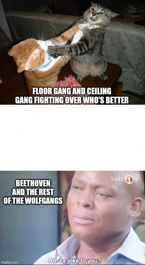 FLOOR GANG AND CEILING GANG FIGHTING OVER WHO'S BETTER; BEETHOVEN AND THE REST OF THE WOLFGANGS | image tagged in two cats fighting for real,am i a joke to you | made w/ Imgflip meme maker