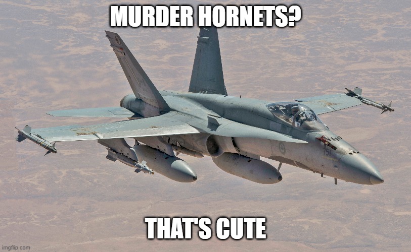 Murder Hornets? That's Cute | MURDER HORNETS? THAT'S CUTE | image tagged in murder hornet,murder hornets,fighter jet,hornet | made w/ Imgflip meme maker