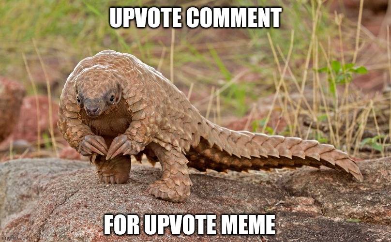 ummm pangolin | UPVOTE COMMENT FOR UPVOTE MEME | image tagged in ummm pangolin | made w/ Imgflip meme maker