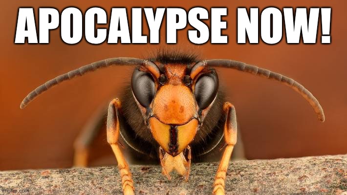 When they make fun of you for sarcastically invoking the apocalypse | APOCALYPSE NOW! | image tagged in murder hornet,apocalypse,covid-19,coronavirus,pandemic,sarcasm | made w/ Imgflip meme maker