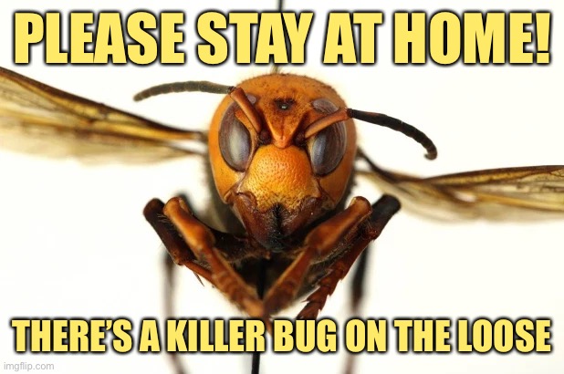 What is this meme about? I dunno man, you pick. | PLEASE STAY AT HOME! THERE’S A KILLER BUG ON THE LOOSE | image tagged in murder hornet,coronavirus,covid-19,pandemic,stay home,political humor | made w/ Imgflip meme maker