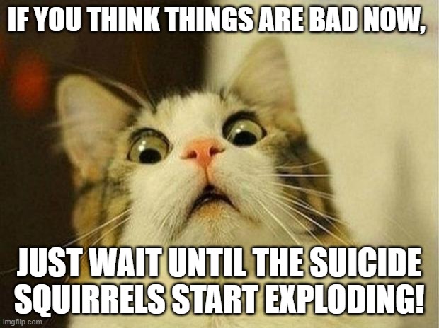 You think things are bad now | IF YOU THINK THINGS ARE BAD NOW, JUST WAIT UNTIL THE SUICIDE SQUIRRELS START EXPLODING! | image tagged in memes,scared cat,fear,2020 | made w/ Imgflip meme maker