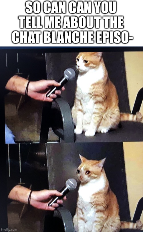 Cat interview crying | SO CAN CAN YOU TELL ME ABOUT THE  CHAT BLANCHE EPISO- | image tagged in cat interview crying | made w/ Imgflip meme maker