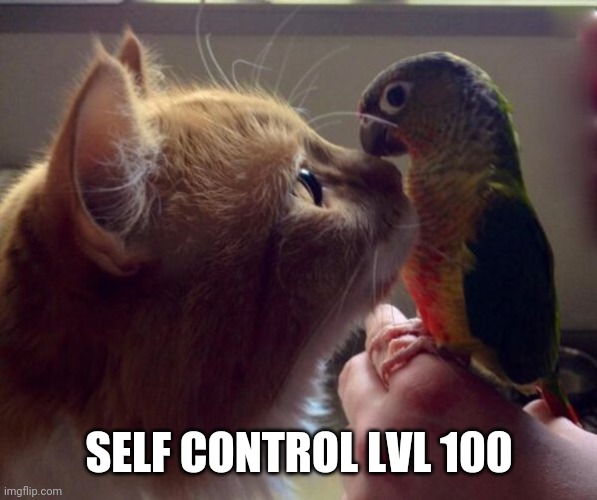 GOOD KITTY | SELF CONTROL LVL 100 | image tagged in cats,funny cats | made w/ Imgflip meme maker